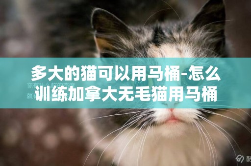 多大的貓可以用馬桶-怎么訓練加拿大無毛貓用馬桶