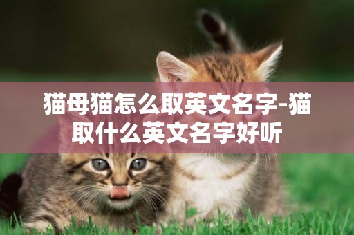 貓母貓怎么取英文名字-貓取什么英文名字好聽