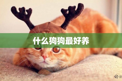 什么狗狗最好養