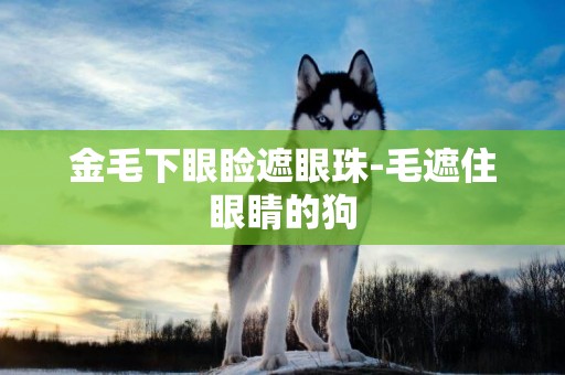 金毛下眼瞼遮眼珠-毛遮住眼睛的狗