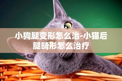 小狗腿變形怎么治-小貓后腿畸形怎么治療