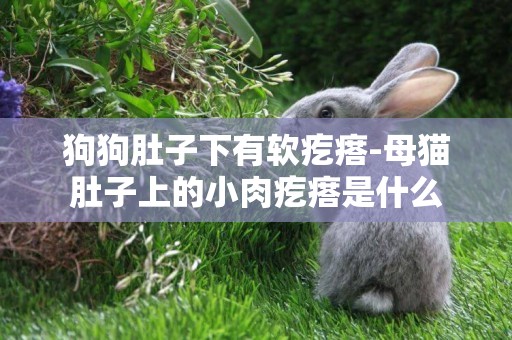 狗狗肚子下有軟疙瘩-母貓肚子上的小肉疙瘩是什么