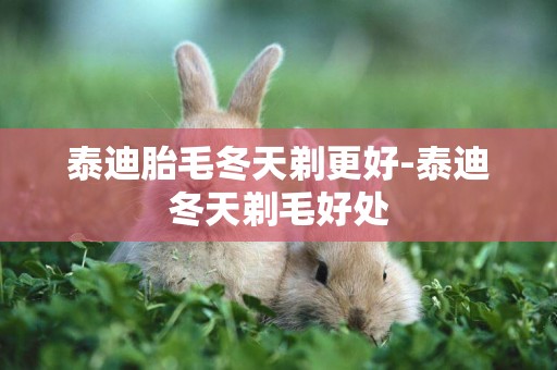 泰迪胎毛冬天剃更好-泰迪冬天剃毛好處