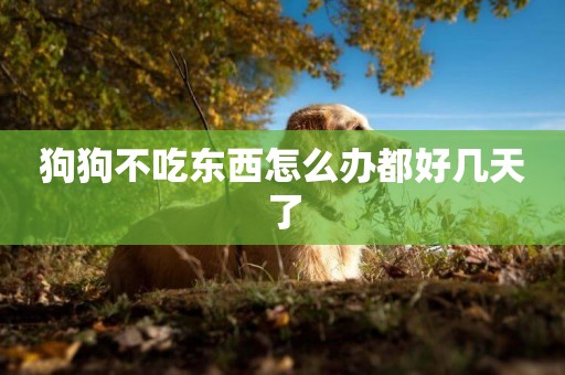 狗狗不吃東西怎么辦都好幾天了