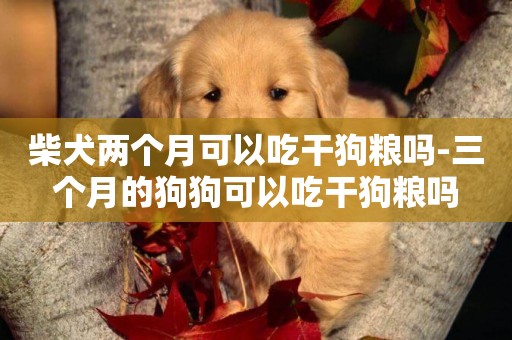 柴犬兩個月可以吃干狗糧嗎-三個月的狗狗可以吃干狗糧嗎