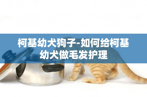柯基幼犬狗子-如何給柯基幼犬做毛發護理
