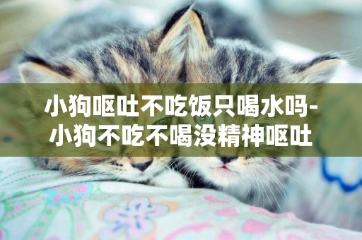 小狗嘔吐不吃飯只喝水嗎-小狗不吃不喝沒精神嘔吐