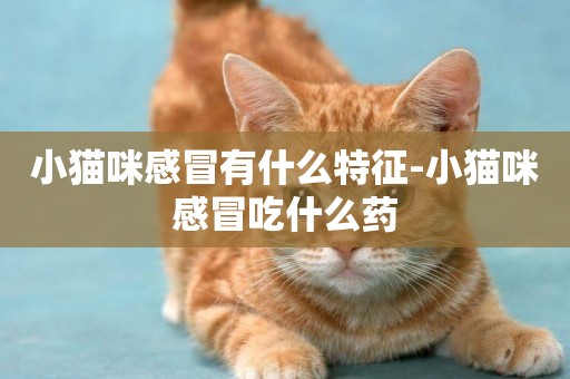 小貓咪感冒有什么特征-小貓咪感冒吃什么藥