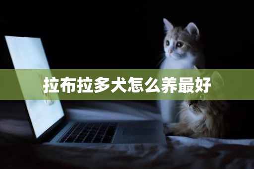 拉布拉多犬怎么養最好