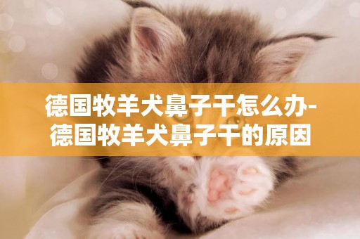 德國牧羊犬鼻子干怎么辦-德國牧羊犬鼻子干的原因