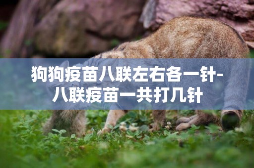 狗狗疫苗八聯左右各一針-八聯疫苗一共打幾針