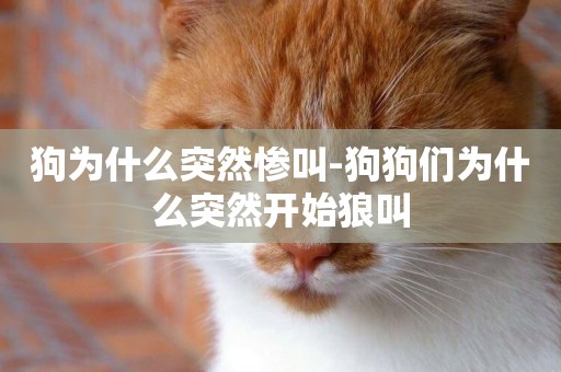 狗為什么突然慘叫-狗狗們為什么突然開始狼叫