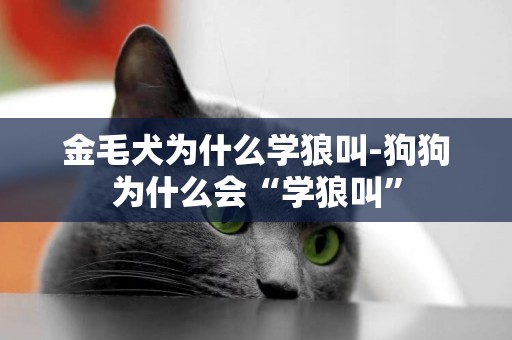 金毛犬為什么學狼叫-狗狗為什么會“學狼叫”