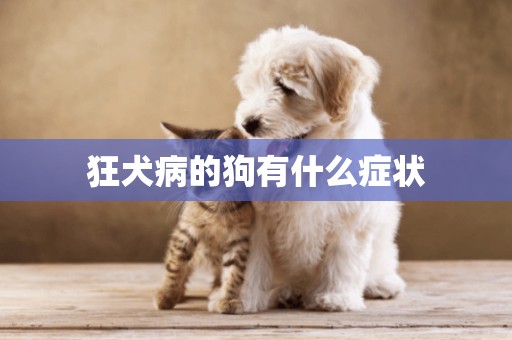 狂犬病的狗有什么癥狀