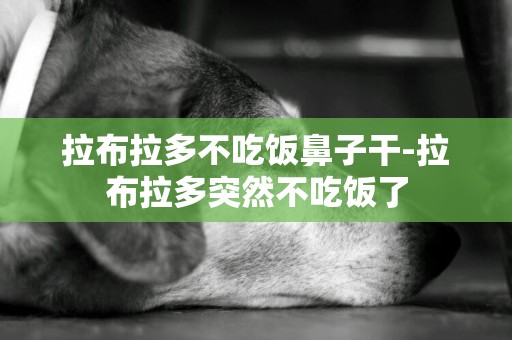 拉布拉多不吃飯鼻子干-拉布拉多突然不吃飯了