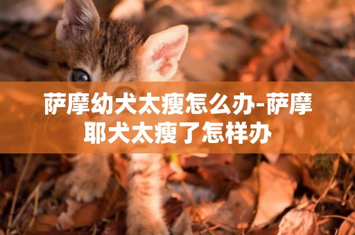 薩摩幼犬太瘦怎么辦-薩摩耶犬太瘦了怎樣辦