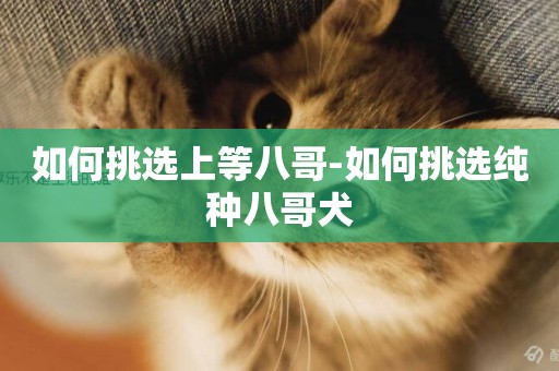 如何挑選上等八哥-如何挑選純種八哥犬