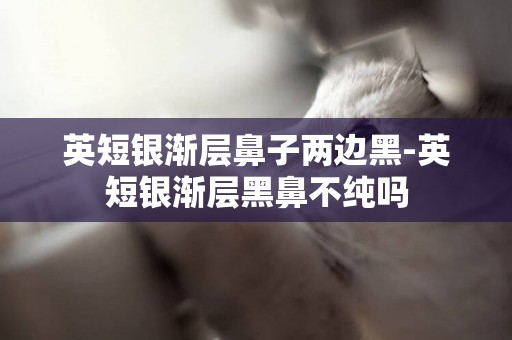 英短銀漸層鼻子兩邊黑-英短銀漸層黑鼻不純嗎
