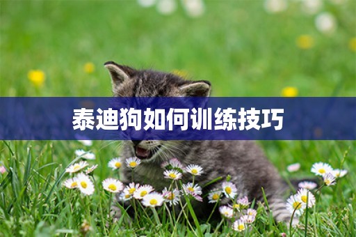 泰迪狗如何訓練技巧