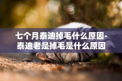 七個月泰迪掉毛什么原因-泰迪老是掉毛是什么原因