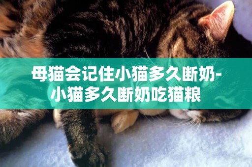 母貓會記住小貓多久斷奶-小貓多久斷奶吃貓糧