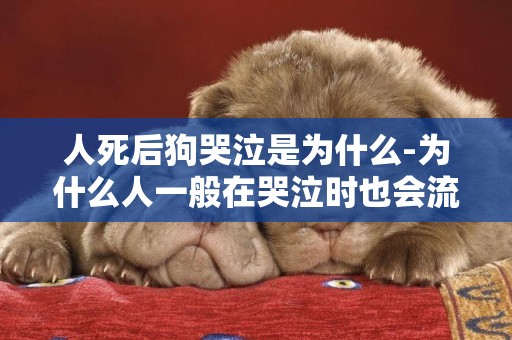 人死后狗哭泣是為什么-為什么人一般在哭泣時也會流鼻涕