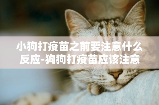小狗打疫苗之前要注意什么反應-狗狗打疫苗應該注意什么