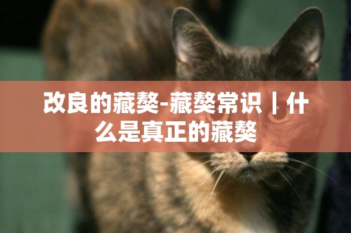 改良的藏獒-藏獒常識｜什么是真正的藏獒