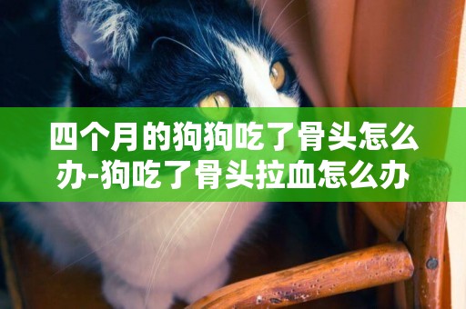 四個月的狗狗吃了骨頭怎么辦-狗吃了骨頭拉血怎么辦