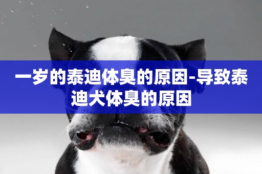 一歲的泰迪體臭的原因-導致泰迪犬體臭的原因