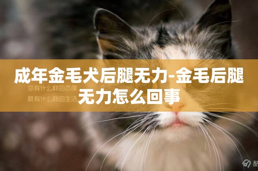 成年金毛犬后腿無力-金毛后腿無力怎么回事