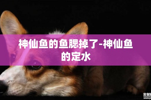 神仙魚的魚腮掉了-神仙魚的定水