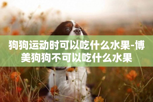 狗狗運動時可以吃什么水果-博美狗狗不可以吃什么水果