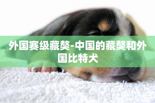外國賽級藏獒-中國的藏獒和外國比特犬