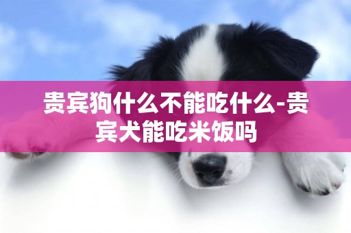 貴賓狗什么不能吃什么-貴賓犬能吃米飯嗎