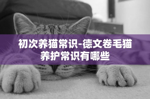 初次養貓常識-德文卷毛貓養護常識有哪些