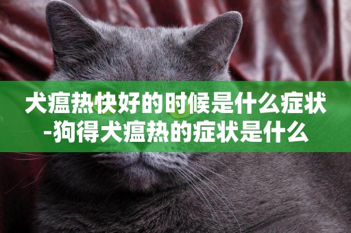 犬瘟熱快好的時候是什么癥狀-狗得犬瘟熱的癥狀是什么