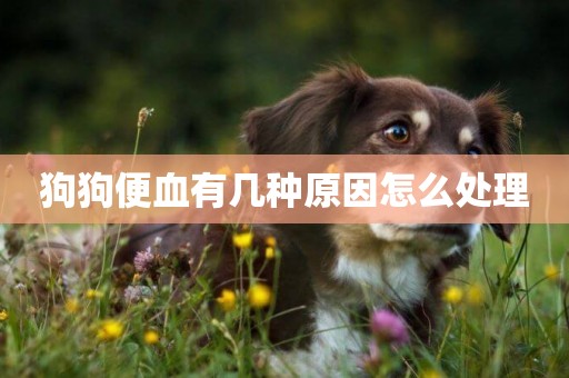狗狗便血有幾種原因怎么處理