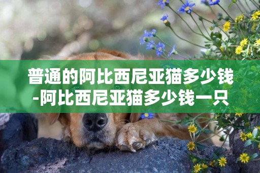 普通的阿比西尼亞貓多少錢-阿比西尼亞貓多少錢一只