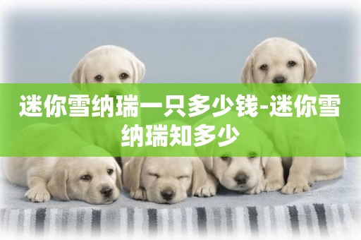 迷你雪納瑞一只多少錢-迷你雪納瑞知多少