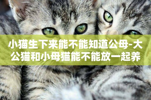 小貓生下來能不能知道公母-大公貓和小母貓能不能放一起養