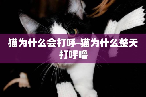 貓為什么會打呼-貓為什么整天打呼嚕