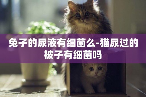 兔子的尿液有細菌么-貓尿過的被子有細菌嗎