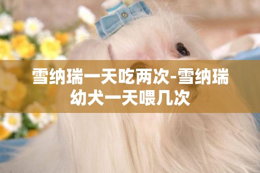 雪納瑞一天吃兩次-雪納瑞幼犬一天喂幾次