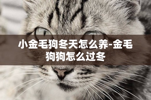 小金毛狗冬天怎么養-金毛狗狗怎么過冬