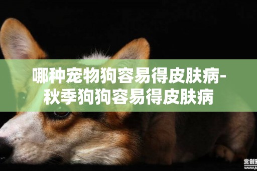 哪種寵物狗容易得皮膚病-秋季狗狗容易得皮膚病