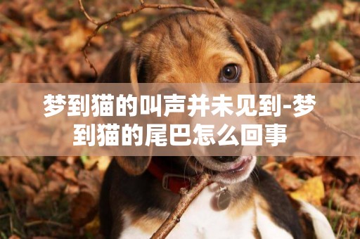 夢到貓的叫聲并未見到-夢到貓的尾巴怎么回事
