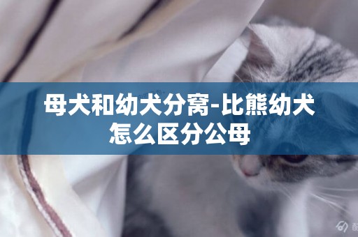 母犬和幼犬分窩-比熊幼犬怎么區分公母