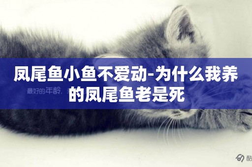鳳尾魚小魚不愛動-為什么我養的鳳尾魚老是死