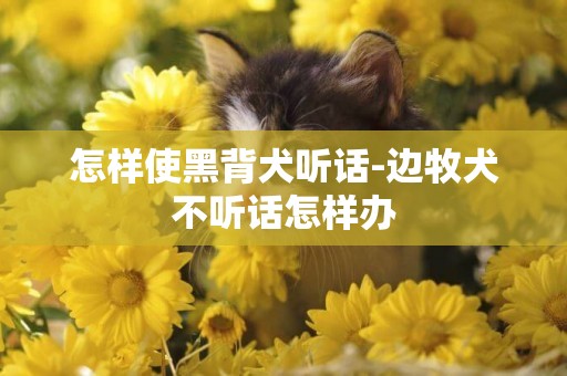怎樣使黑背犬聽話-邊牧犬不聽話怎樣辦